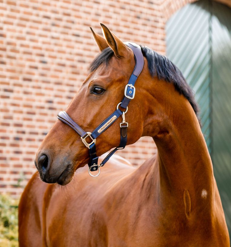 Horseware Signature Competition Headcollar Navy