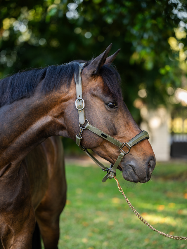 Equestrian Stockholm Anatomic Glimmer Leather Halter Striking Valley