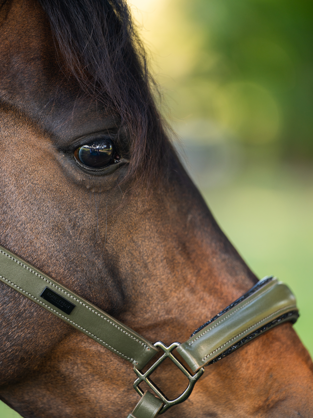 Equestrian Stockholm Anatomic Glimmer Leather Halter Striking Valley
