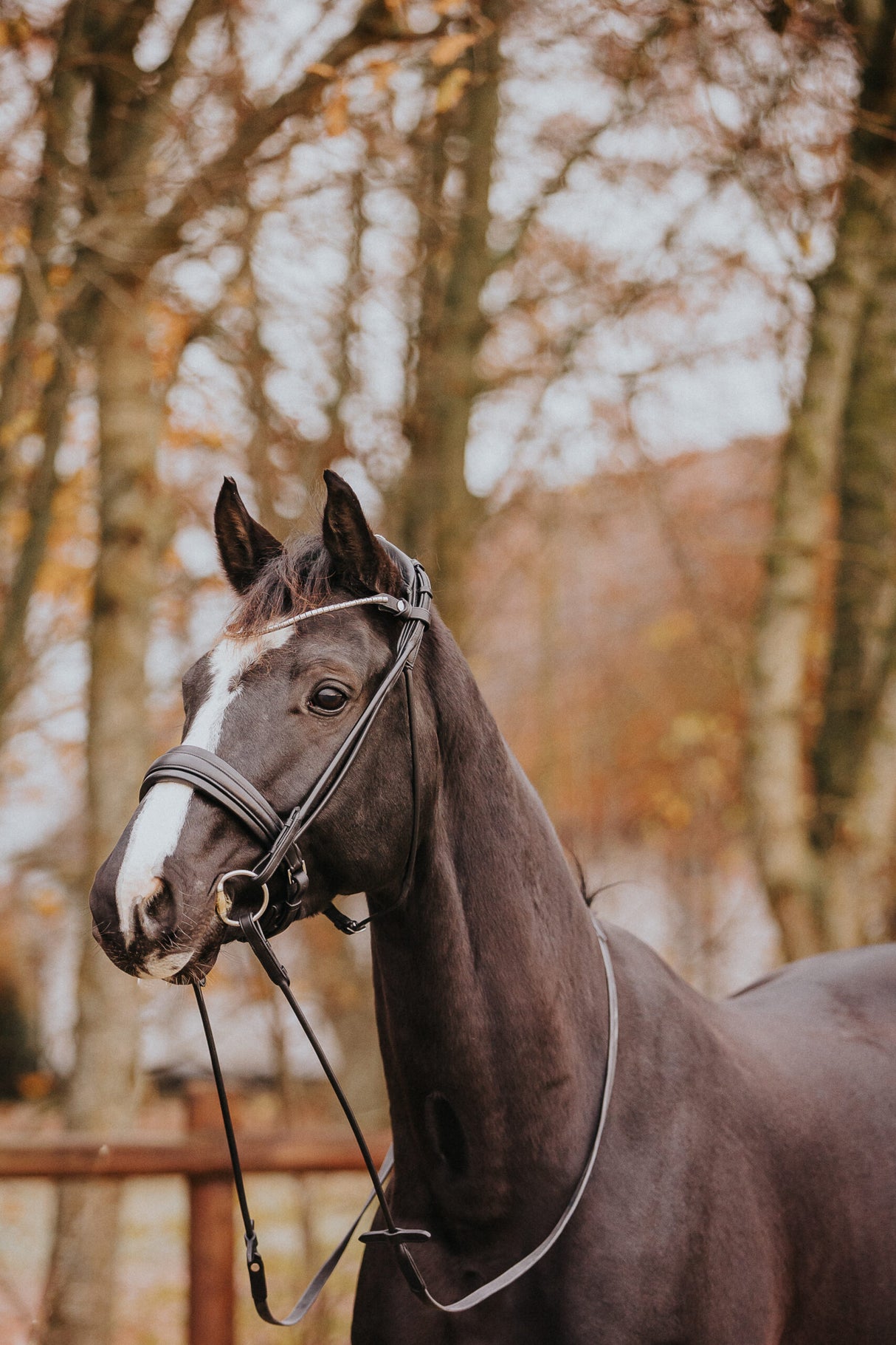 Finesse Cassidy Cavesson Bridle