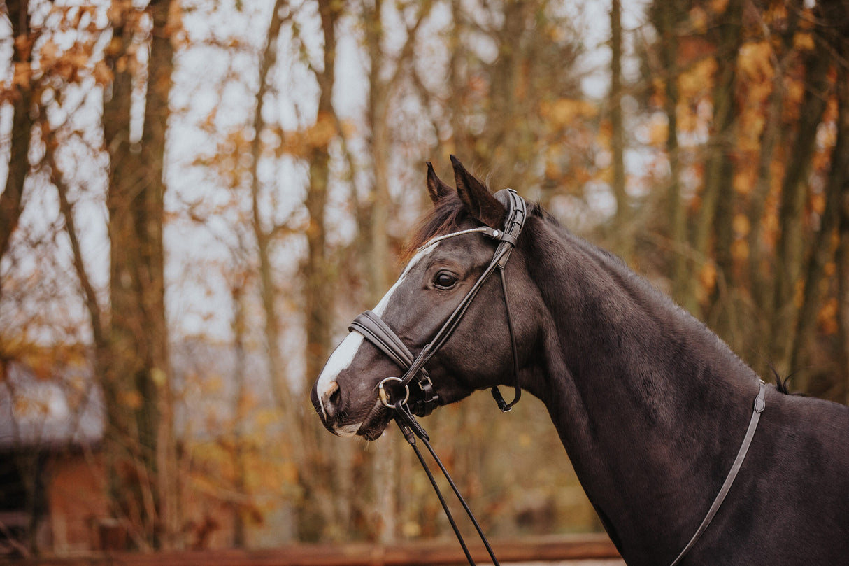 Finesse Cassidy Cavesson Bridle