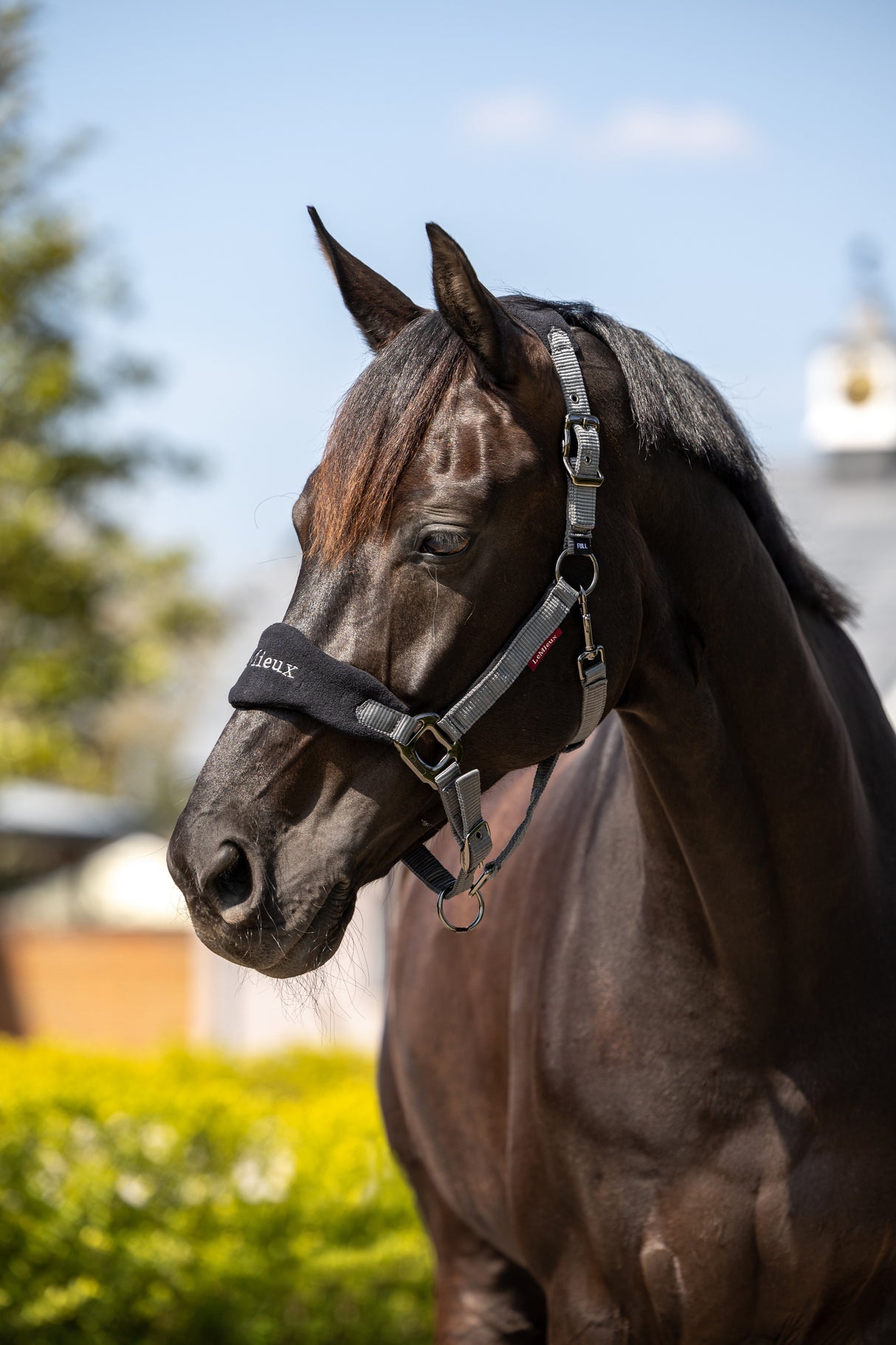LeMieux Vogue Headcollar & Leadrope Black