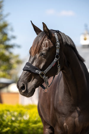 LeMieux Vogue Headcollar & Leadrope Black