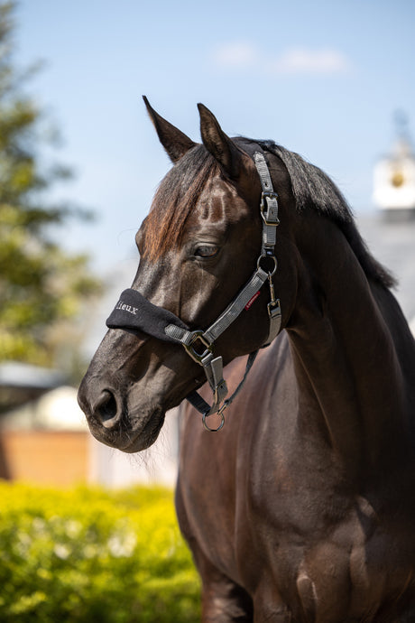 LeMieux Vogue Headcollar & Leadrope Black