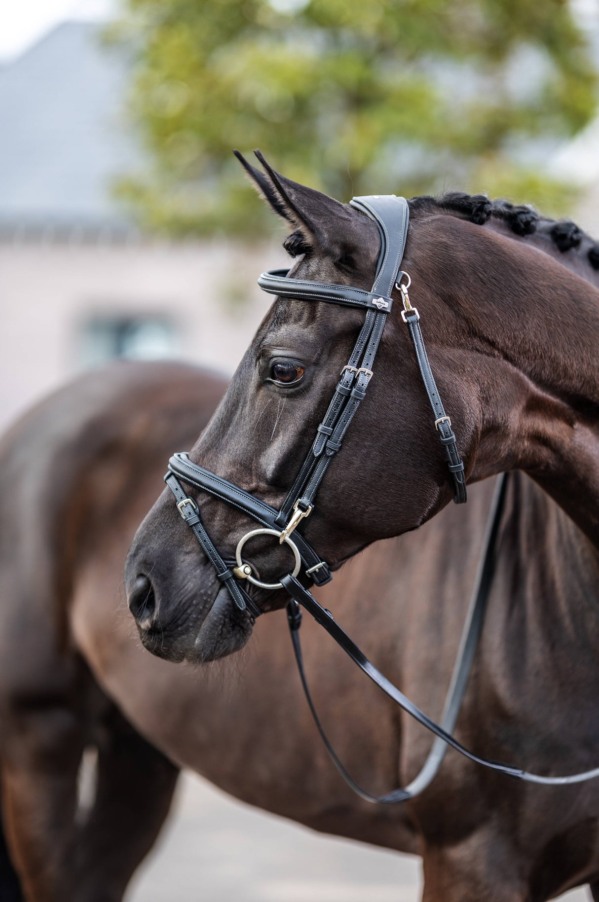 LeMieux Kudos Work Bridle