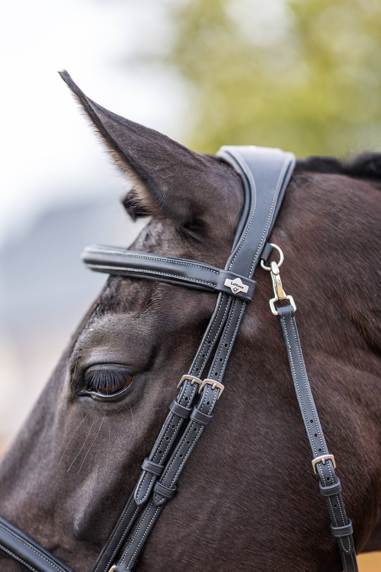 LeMieux Kudos Work Bridle