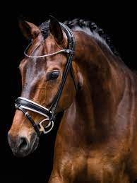 Finesse Demo/Marked Bridles - FULL