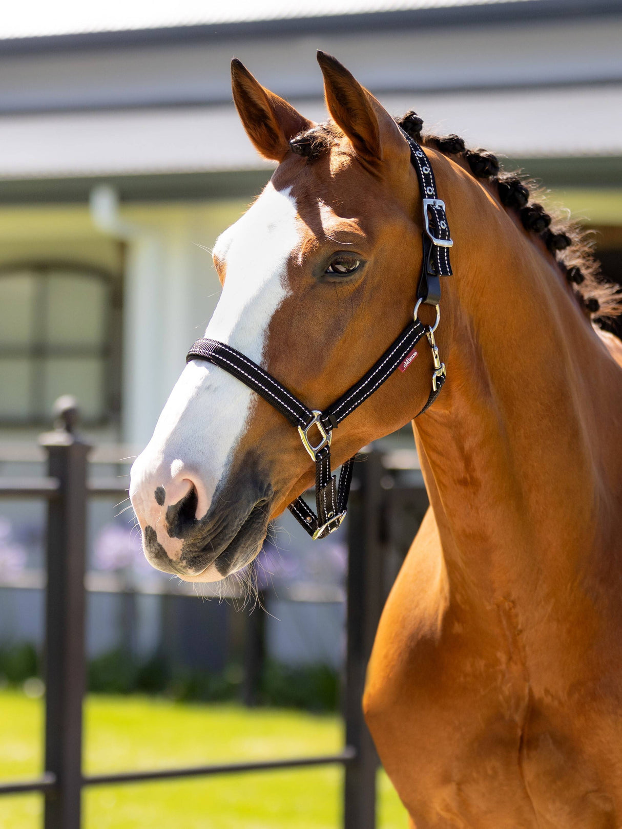 LeMieux Essential Yard Headcollar Black