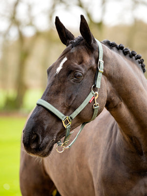 LeMieux Essential Yard Headcollar Thyme