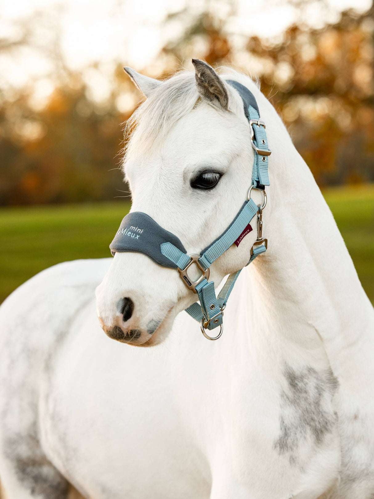 LeMieux Mini Vogue Headcollar & Leadrope Glacier