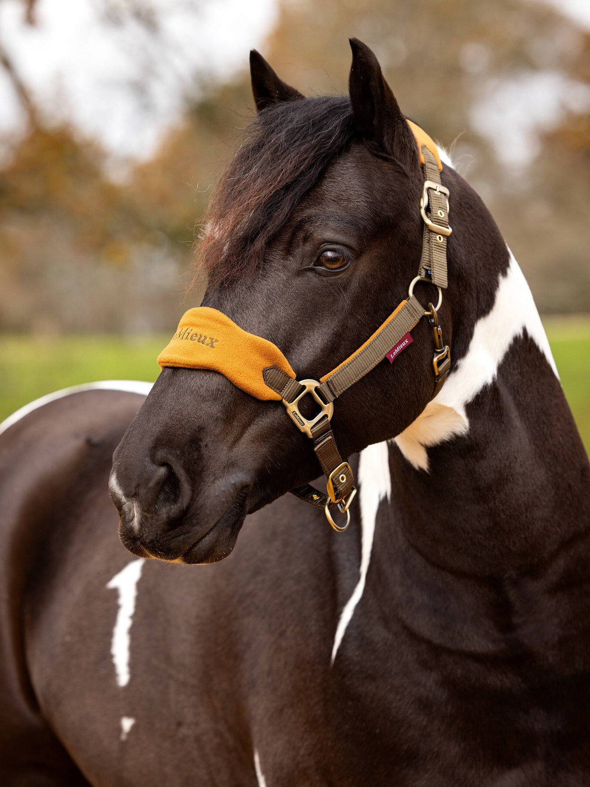 LeMieux Vogue Headcollar & Leadrope Alpine