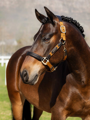 LeMieux Capella Headcollar Ginger