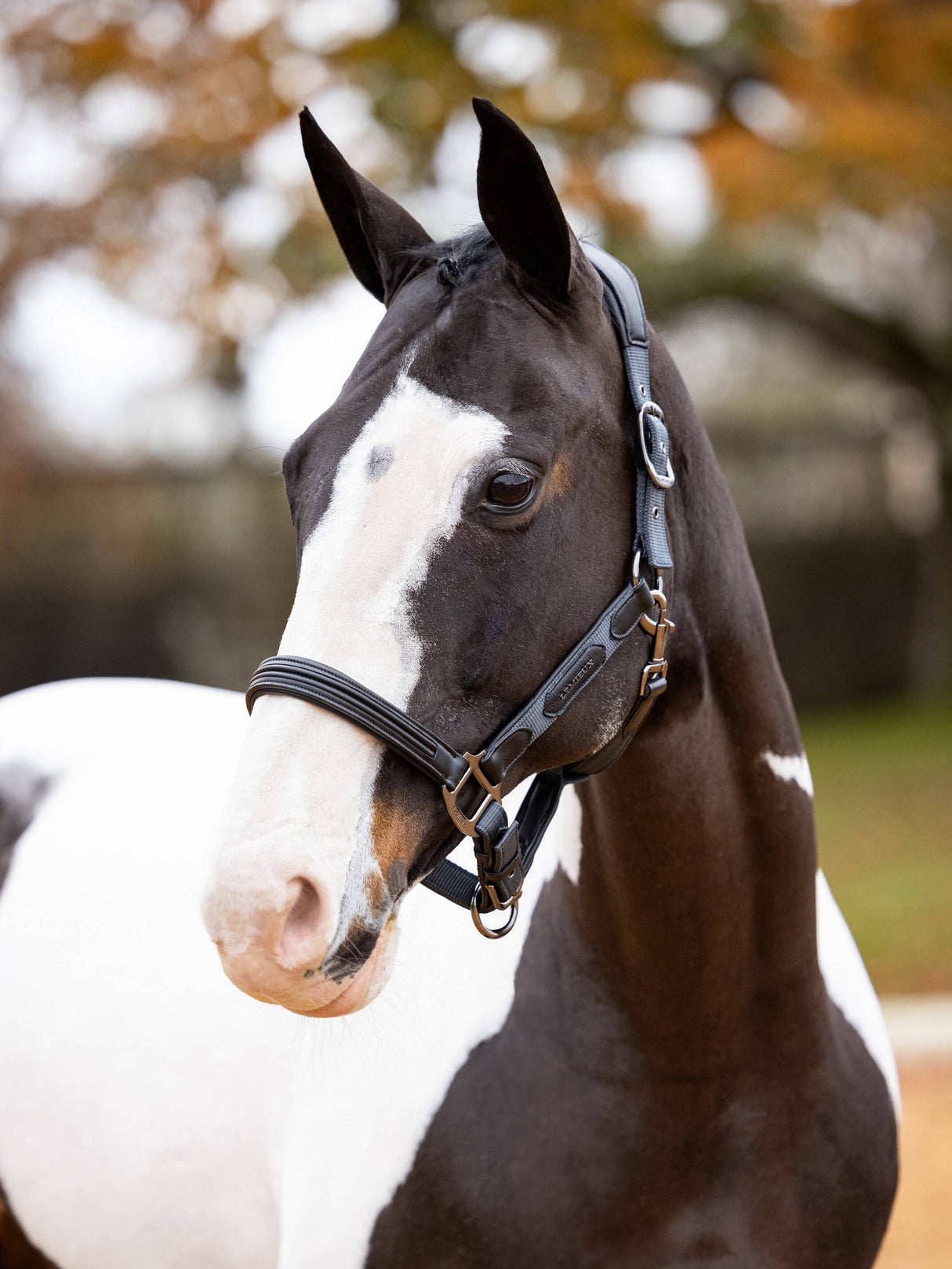 LeMieux Capella Headcollar Petrol