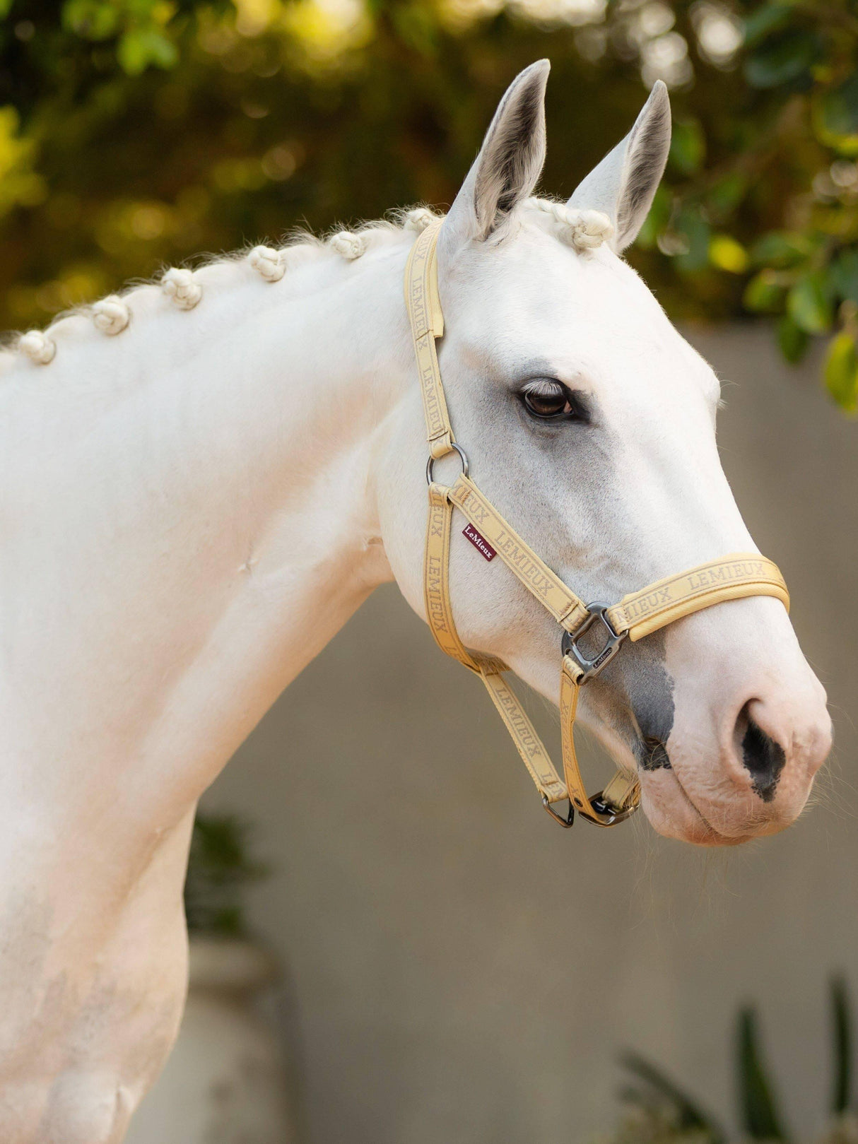 LeMieux Logo Headcollar Mimosa