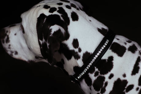 Equestrian Stockholm Dog Collar Black Edition