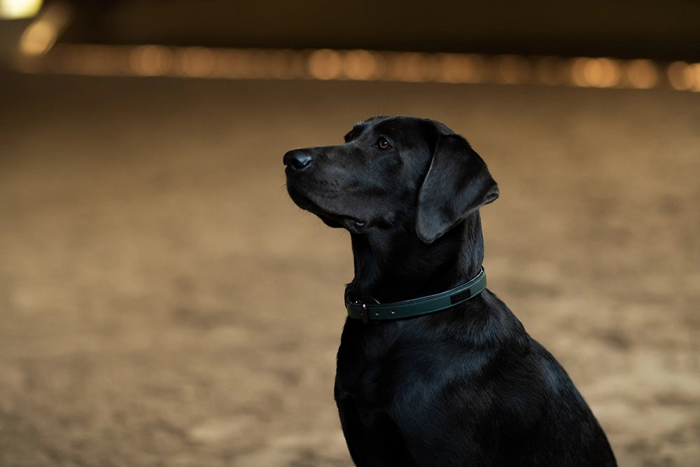 Equestrian Stockholm Dog Collar Sycamore Green