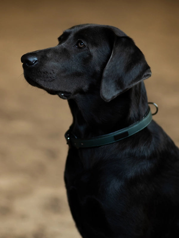 Equestrian Stockholm Dog Collar Sycamore Green