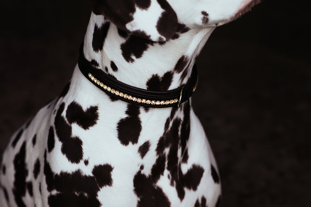 Equestrian Stockholm Dog Collar Pure Gold