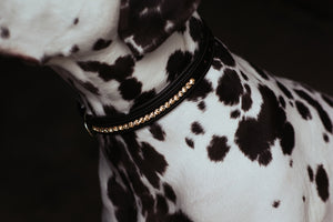Equestrian Stockholm Dog Collar Pure Gold
